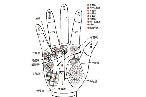 祖庇紋|手相 祖庇紋圖解